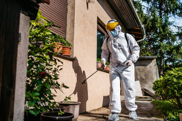 Wasp Removal Services in Franklin Square, NY