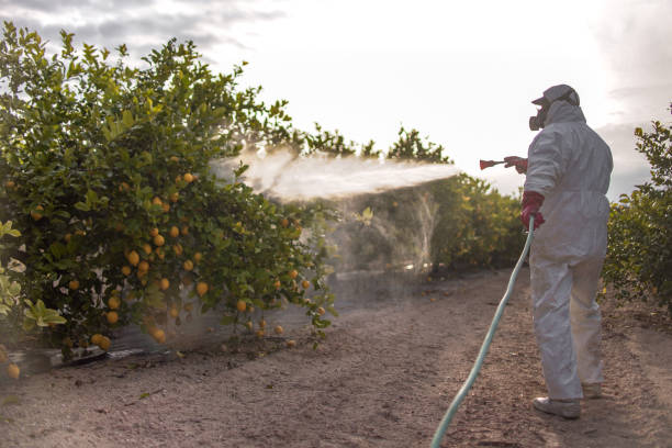 Reliable Franklin Square, NY Pest Control Solutions