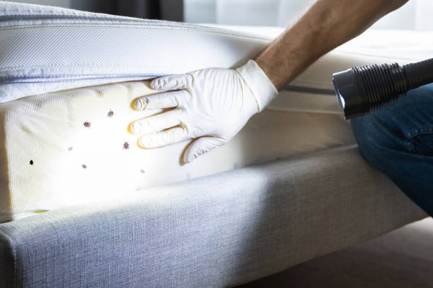 Best Commercial Pest Control Services  in Franklin Square, NY